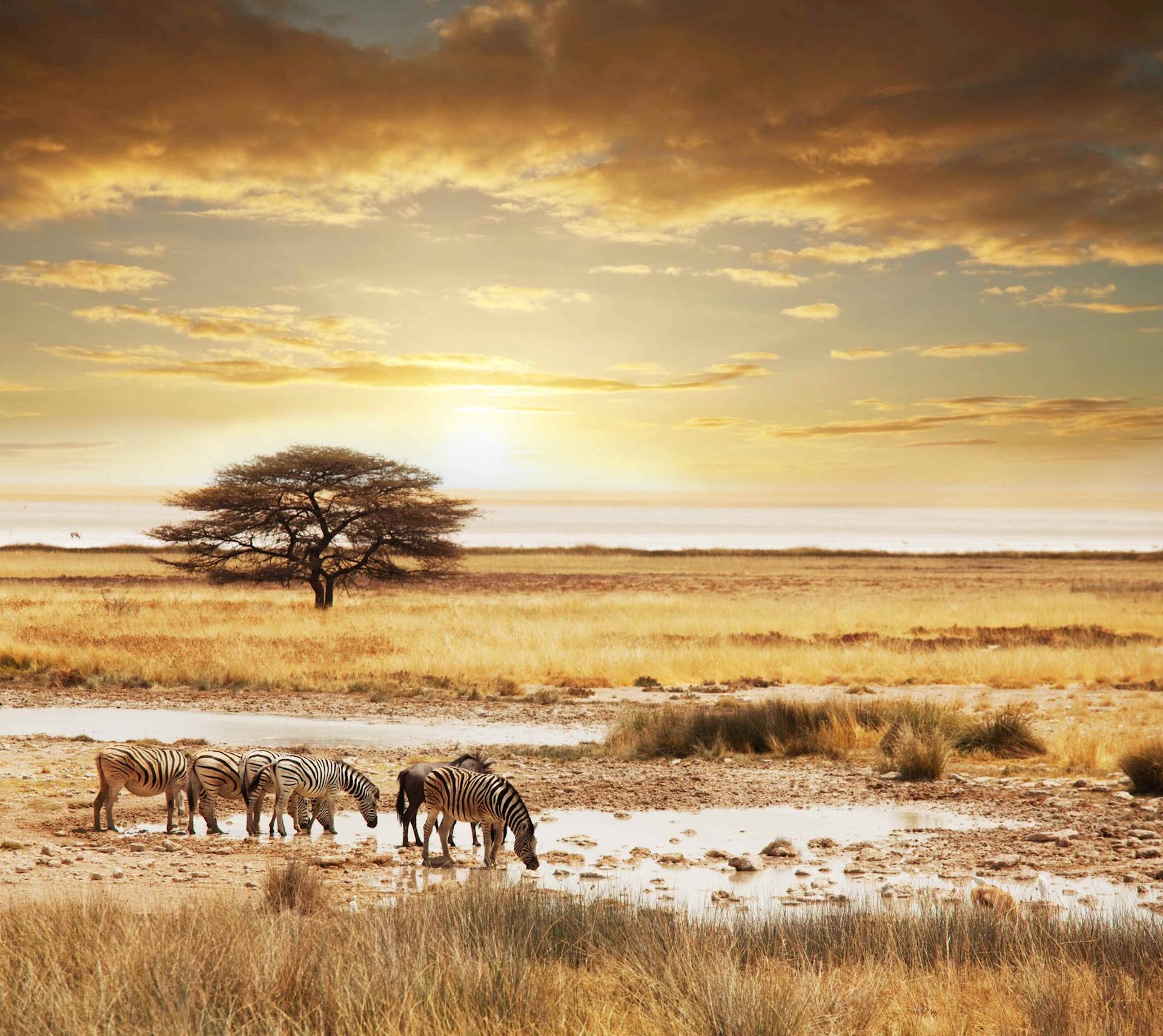 East-Africa-Zebras-on-the-Plains-Copy-scaled.jpg